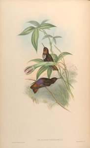 Aglaeactis castelnaui = Aglaeactis castelnaudii (zoals vermeld in het boek zelf) door John Gould